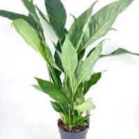 Lush indoor peace lily with glossy leaves and flower buds in a modern black pot.