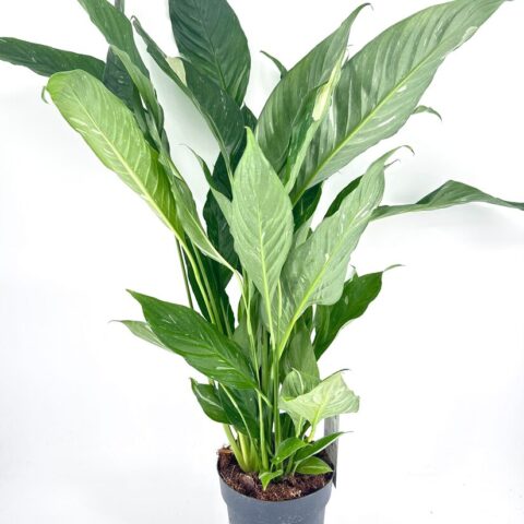 Lush indoor peace lily with glossy leaves and flower buds in a modern black pot.