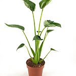 Alocasia Tiny Dancer Elephant Ear Plant