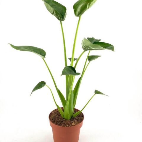 Lush green potted plant with heart-shaped leaves against a white background.