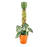 Aroid Plants Bundle: Moss Pole, Drip Cup and Potting Mix