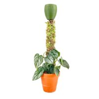 Aroid Plants Bundle: Moss Pole, Drip Cup and Potting Mix