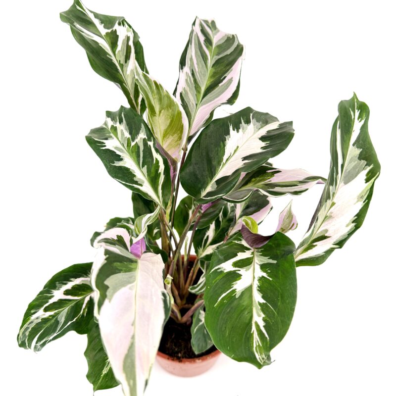 Calathea White Fusion Prayer Plant Close up of Calathea White Fusion foliage showing marbled white and green pattern