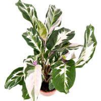 Close up of Calathea White Fusion foliage showing marbled white and green pattern