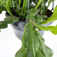 Close up of fishbone cactus zig zag stems showing textured leaves and cactus structure Epiphyllum anguliger
