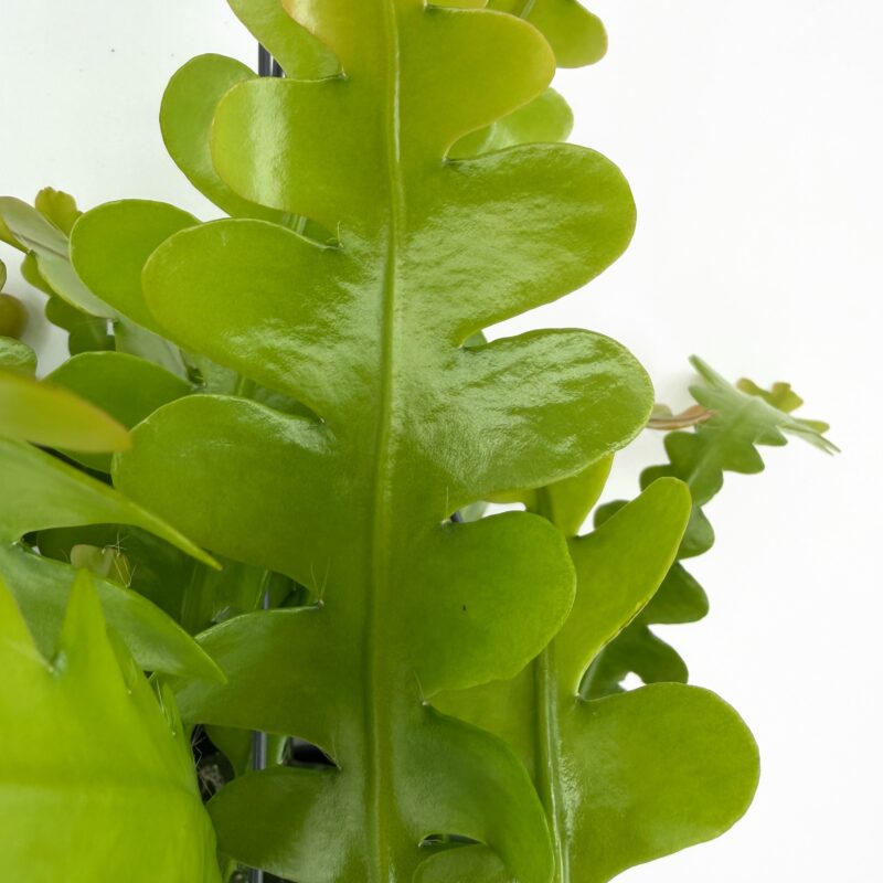 Fishbone Cactus (Zig Zag Cactus) Easy Hanging Houseplant UK Bright green zig zag cactus leaf detail fishbone cactus healthy new growth indoor plant