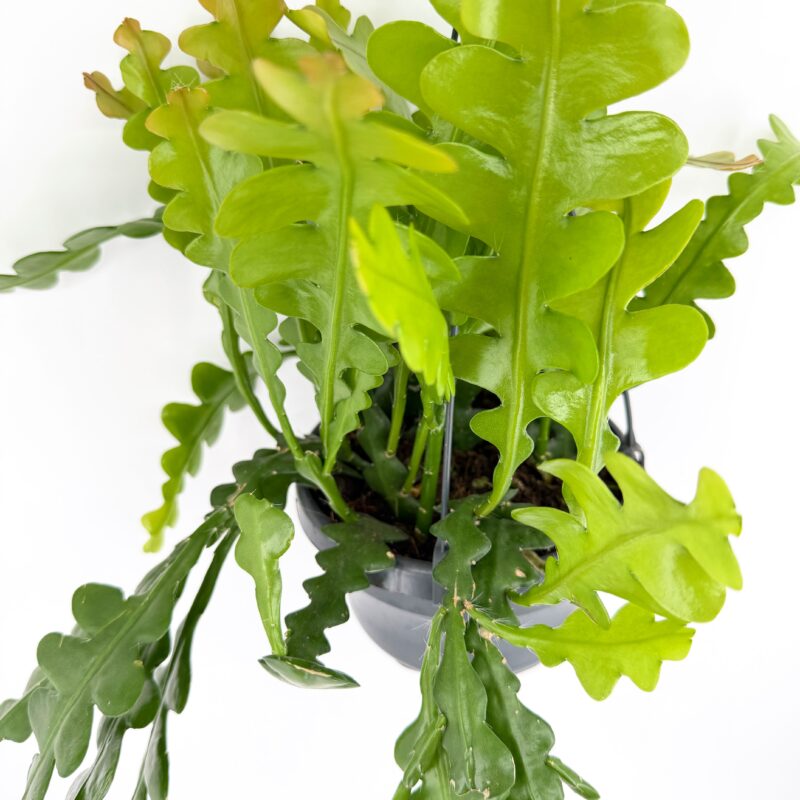 Fishbone Cactus (Zig Zag Cactus) Easy Hanging Houseplant UK Fishbone cactus plant full view with trailing stems in pot zig zag cactus indoor hanging houseplant