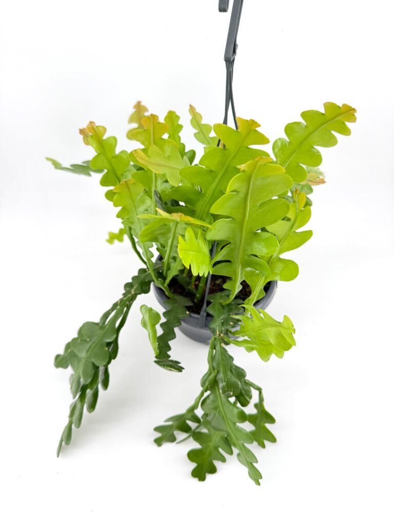 Full fishbone cactus plant in hanging pot showing dense zig zag foliage trailing indoor houseplant