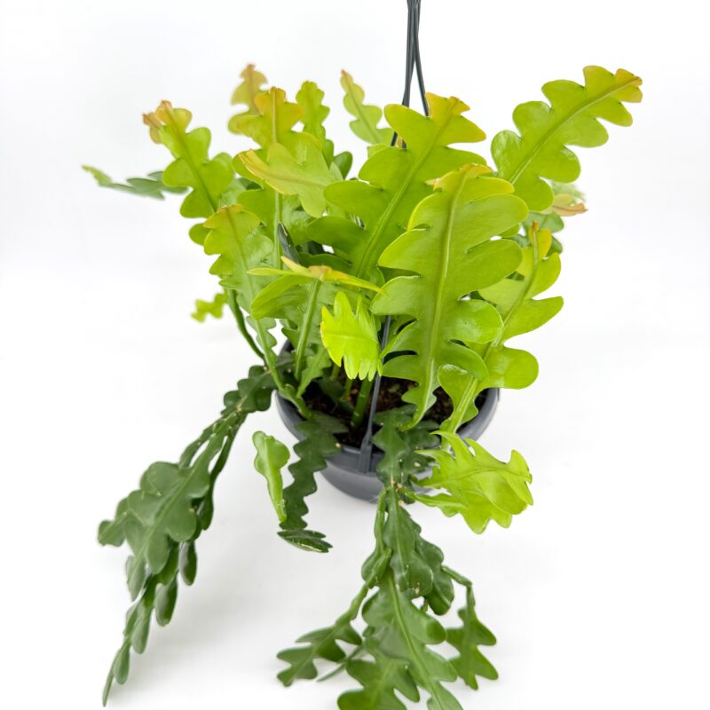 Full fishbone cactus plant in hanging pot showing dense zig zag foliage trailing indoor houseplant