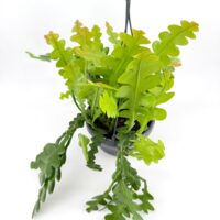 Full fishbone cactus plant in hanging pot showing dense zig zag foliage trailing indoor houseplant