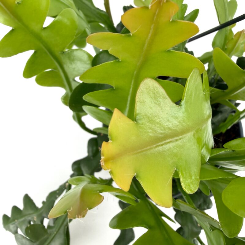 Fishbone Cactus (Zig Zag Cactus) Easy Hanging Houseplant UK Fishbone cactus leaf close up with light green and yellow tones zig zag cactus Epiphyllum anguliger detail