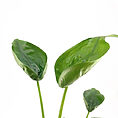 Green plant with glossy leaves on slender stems against a white background.