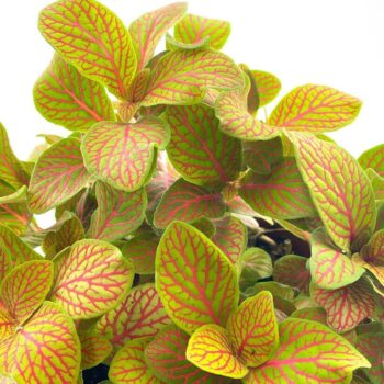 Bright green leaves with red veins against a white background, highlighting natural beauty.