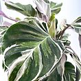 Close-up of Calathea plant with variegated green foliage, glossy sheen, and pink-edged leaves.