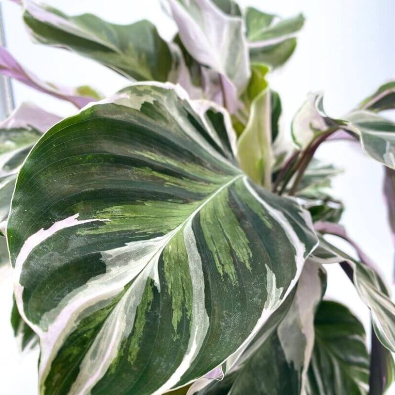 Calathea White Fusion Prayer Plant Close-up of Calathea plant with variegated green foliage, glossy sheen, and pink-edged leaves.