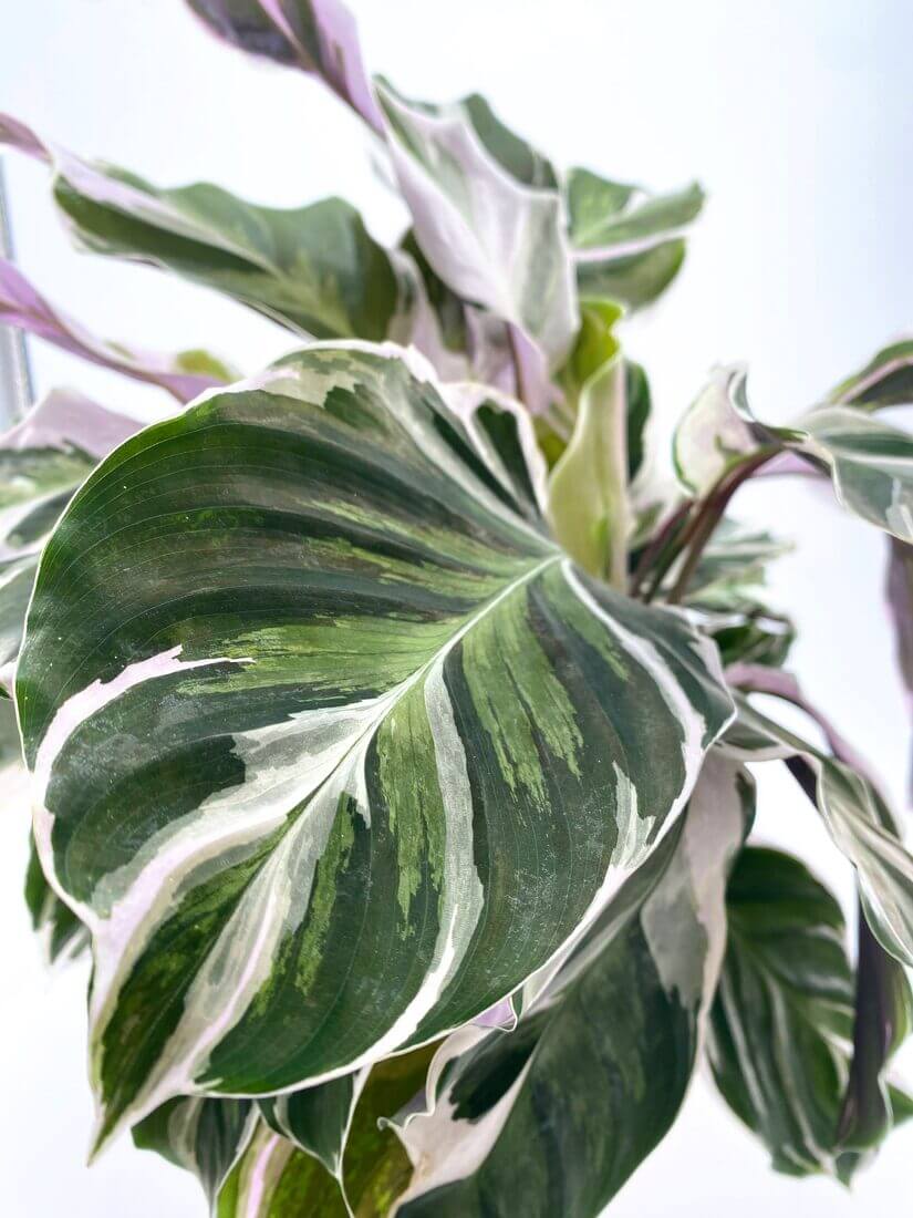 Close-up of Calathea plant with variegated green foliage, glossy sheen, and pink-edged leaves.