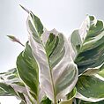 Vibrant Calathea leaves with green-white patterns, soft pink edges, and natural backlighting.