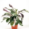 Variegated indoor plant in terracotta pot on white background.