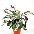 Variegated indoor plant in terracotta pot on white background.