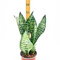 Vibrant snake plant in terracotta pot with measuring stick, showcasing green variegated leaves indoors.