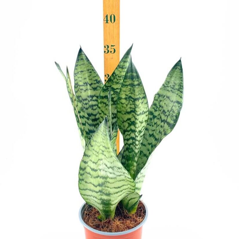 Sansevieria Snake Plant Vibrant snake plant in terracotta pot with measuring stick, showcasing green variegated leaves indoors.