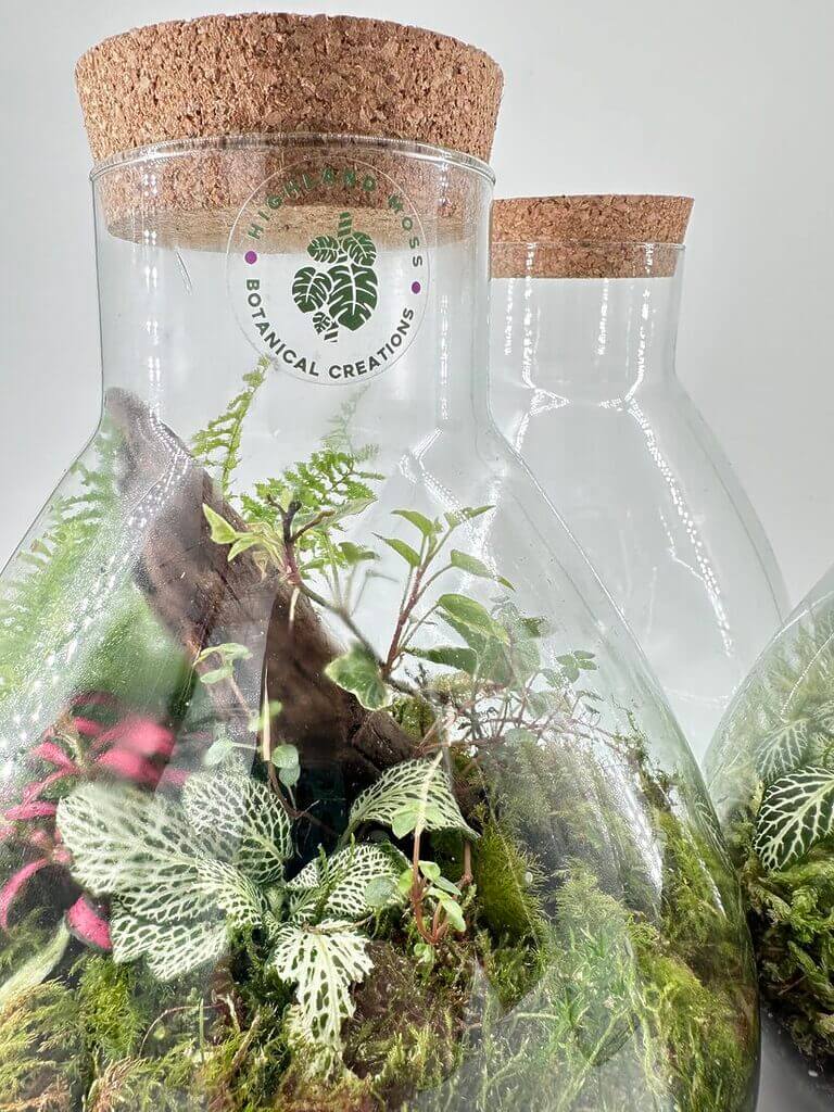 Troubleshooting Terrarium Common Issues