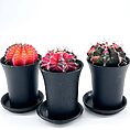 Gymnocalycium Mihanovichii Variegata Phoenix Cactus