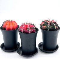 Gymnocalycium Mihanovichii Variegata Phoenix Cactus