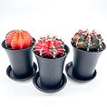 Gymnocalycium Mihanovichii Variegata Phoenix Cactus