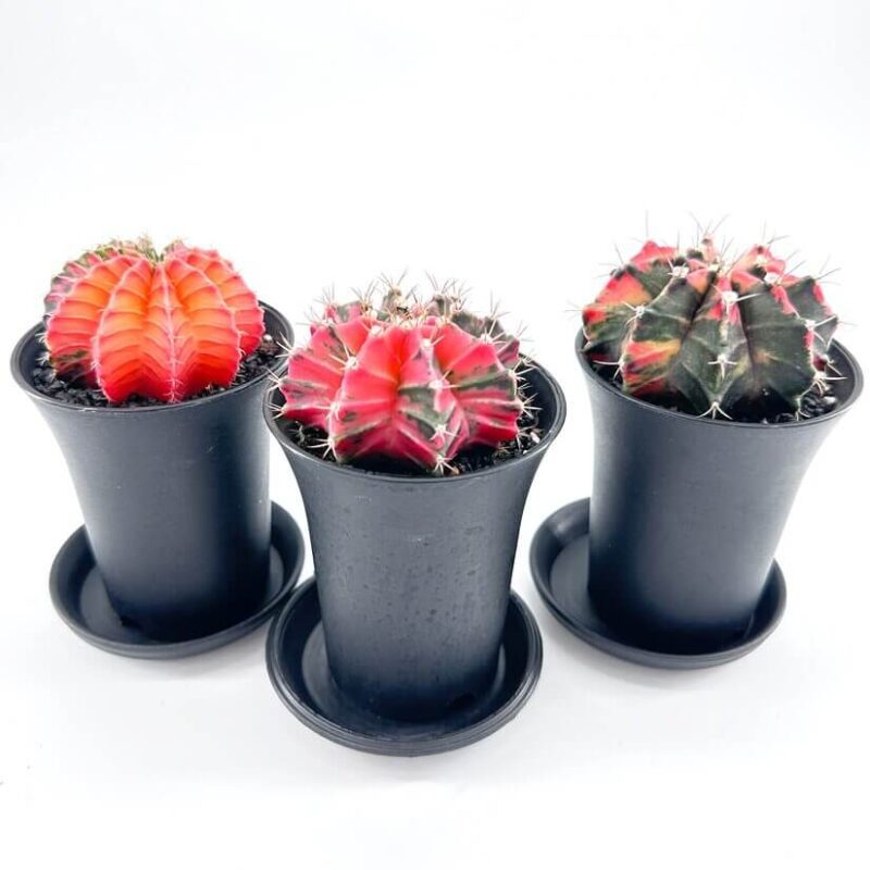 Gymnocalycium Mihanovichii Variegata Phoenix Cactus Gymnocalycium Mihanovichii Variegata Phoenix Cactus