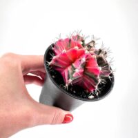 Gymnocalycium Mihanovichii Variegata Phoenix Cactus
