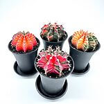 Gymnocalycium Mihanovichii Variegata Phoenix Cactus