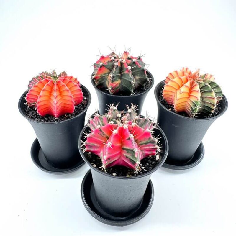Gymnocalycium Mihanovichii Variegata Phoenix Cactus