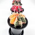 Gymnocalycium Mihanovichii Variegata Phoenix Cactus