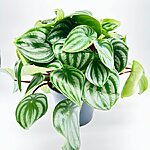 Peperomia Argyreia Watermelon Plant