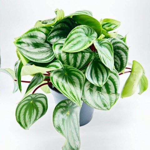 Peperomia argyreia watermelon