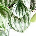 Peperomia argyreia watermelon