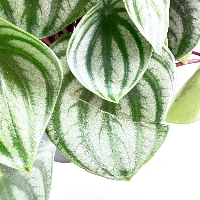 Peperomia argyreia watermelon Peperomia argyreia watermelon
