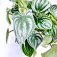 Peperomia argyreia watermelon