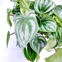 Peperomia argyreia watermelon
