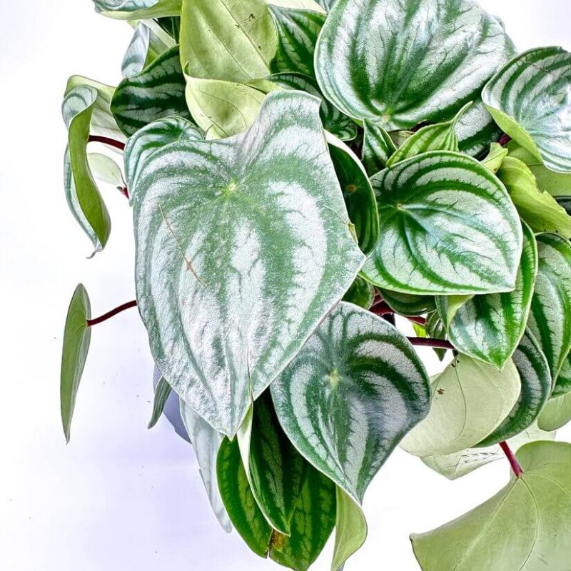 Peperomia argyreia watermelon Peperomia argyreia watermelon