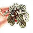 Peperomia Piccolo Banda