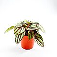 Peperomia Piccolo Banda