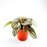Peperomia Piccolo Banda