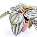 Peperomia Piccolo Banda