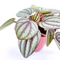 Peperomia Piccolo Banda