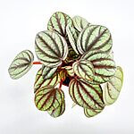 Peperomia Piccolo Banda