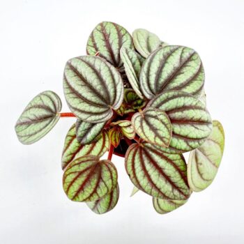 Peperomia Piccolo Banda