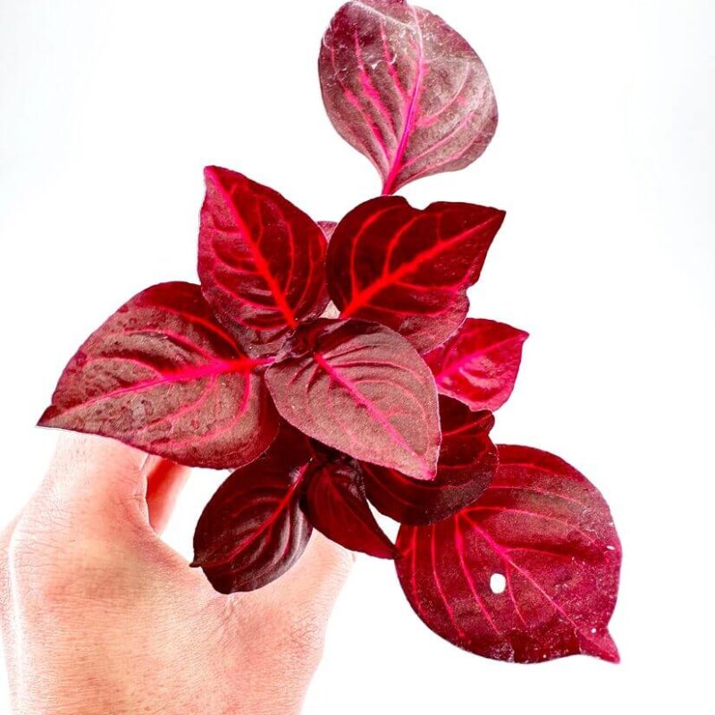 Iresine Herbstii Bloodleaf Iresine Herbstii Bloodleaf