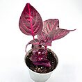 Iresine Herbstii Bloodleaf